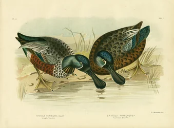 Pato cuchara variado, 1891